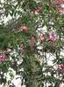 орхидейное дерево в саду близ Кафедрального Собора в Пальме-де-Майорка
