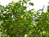 На лимонном дереве как-то одновременно уместились цветы и вполне зрелые лимоны.