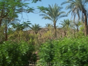 Пальмовый лес