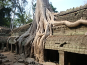 Ta Prohm