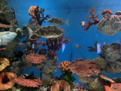 В каждом аквариуме создается свой микроклимат.
