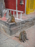 храм ганеши на реке багмати
обезьянки в Непале не агресивные