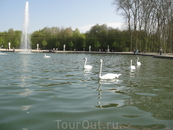 Лебеди в Версале