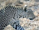 Фото Etosha Safari Camp Windhoek