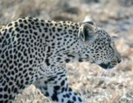 Etosha Safari Camp Windhoek