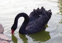 Парк животных и птиц, Пафос