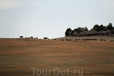 Вдалеке увидели пасущееся стадо бизонов.