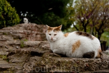 Другой кот в парке около Святой Софии Другой кот в парке около Святой Софии