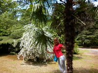 На протяжении всего пребывания в Большом Сочи любовалась пальмами и чуть ли не под каждой фотографировалась.Адлер.Курортный поселок