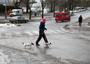 Обратили внимание на тот факт, что в Хельсинки, похоже, не принято держать одну собаку, их должно быть обязательно две.
