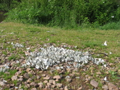 Боярышница (Aporia crataegi)