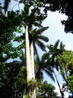 королевская пальма
(самые высокиев мире встречались именно на кубе)