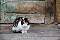 А это кот карельский деревенский :)