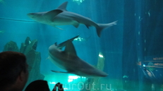 Акулы в большом аквариуме стеклянном