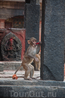 обезьяний парк В Пашупатинатхе