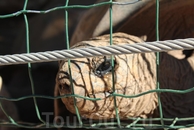 Гигантская черепаха очень любит, когда ее гладят по шее, сама голову подставляет, а еще у нее все время глаза слезятся (защита от высыхания). Интересно ...