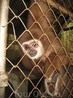 обезьянки в мини зоопарке