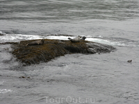 На выступающих камнях отдыхают тюлени.