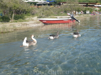 ПРОЗРАЧНАЯ ,ХОЛОДНАЯ ВОДА С РЫБКАМИ.