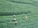 Ханчжоу знаменит своими чайными плантациями