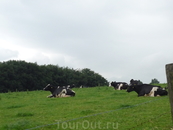 Беннерт.Сознательно фотографировала просторы,гуляющих,выхоленных коров и прочую живность на природе.