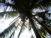 пальма над головой на острове Ко Куд - единственное что беспокоит, чтобы кокос не упал на голову