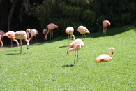 фламинго в лоро парке