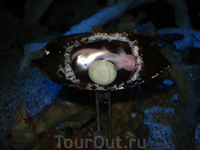 Aquarium of the Pacific! Так зарождается жизнь акулы.