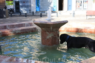 Когда мы приехали в старую часть города,попали на небольшую площадь,где был фонтан,а в нем бегала за кем-то вот эта забавная собака)))