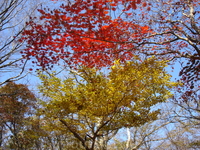 Желтое и красное - осенний лес Чеджу