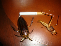 с пивком-ништяк с пивком-ништяк