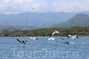 Птицы над озером Найваша