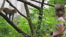 Кормим диких обезьян в джунглях