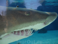 Aquarium of the Pacific! Живая акула!