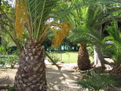 Красивые пальмы на территории Абамара...