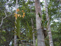 в сафари парке на о. Самуи. в сафари парке на о. Самуи.