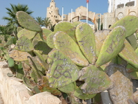 Центр Ясмин Хаммамет - листья кактуса исписаны типа словами "здесь был Вася"