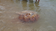 Вот такая медуза приплывала на пляж Бэдайхе. Хрустальное мясо для китайцев)