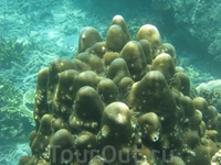 Кораллы, Национальный морской парк Ангтхонг.