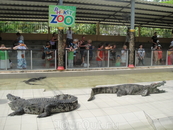 шоу крокодилов в зоопарке