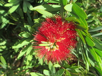 Цветок с забавным названием Bottlebrush (скорее всего, Crimson Bottle Brush)