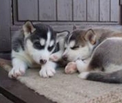 Kamisak Husky and Horse Farm