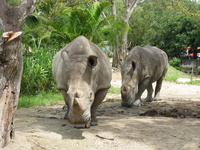 носорог - очень массивное животное