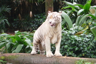 Фото 9 рассказа Singapour  Сингапур