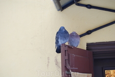 голубки)))) голубки))))