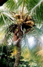 За кокосами на обед приходится на пальму залезть 