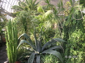 В "Пальмовой оранжерее" Таврического дворца