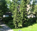 Фото Cottage 5* (6 plus 2), 3 сп.