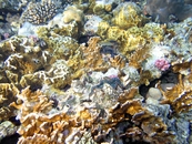 Коралловый риф.