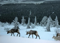 Alppi F5, 141 m2 Alppi F5, 141 m2